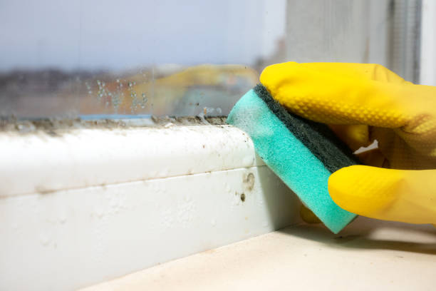Best Residential Mold Removal  in Artondale, WA