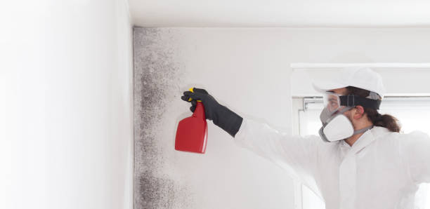 Best Mold Damage Repair  in Artondale, WA