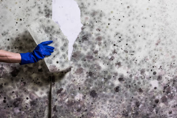 Best Mold Testing  in Artondale, WA